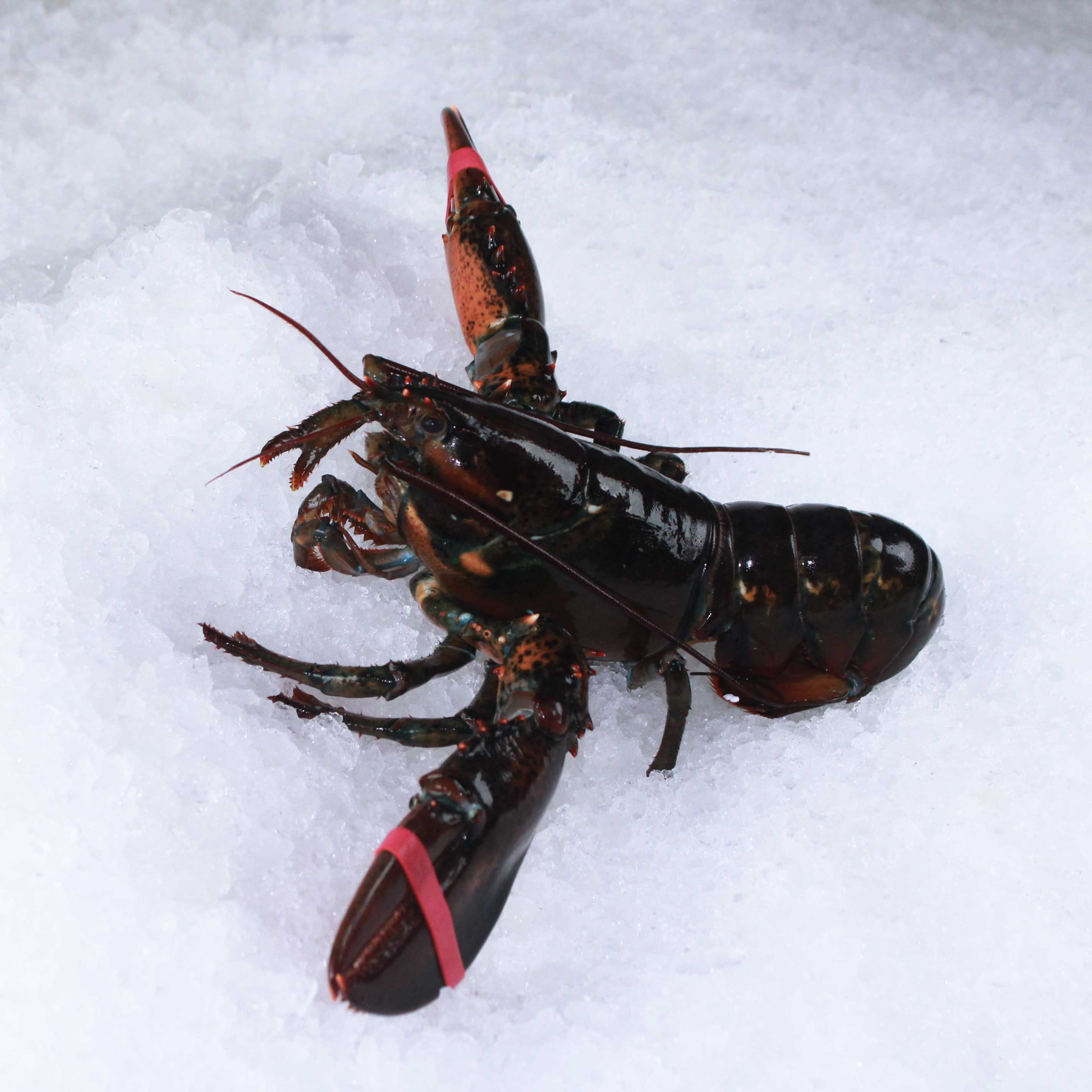 Lobster Display