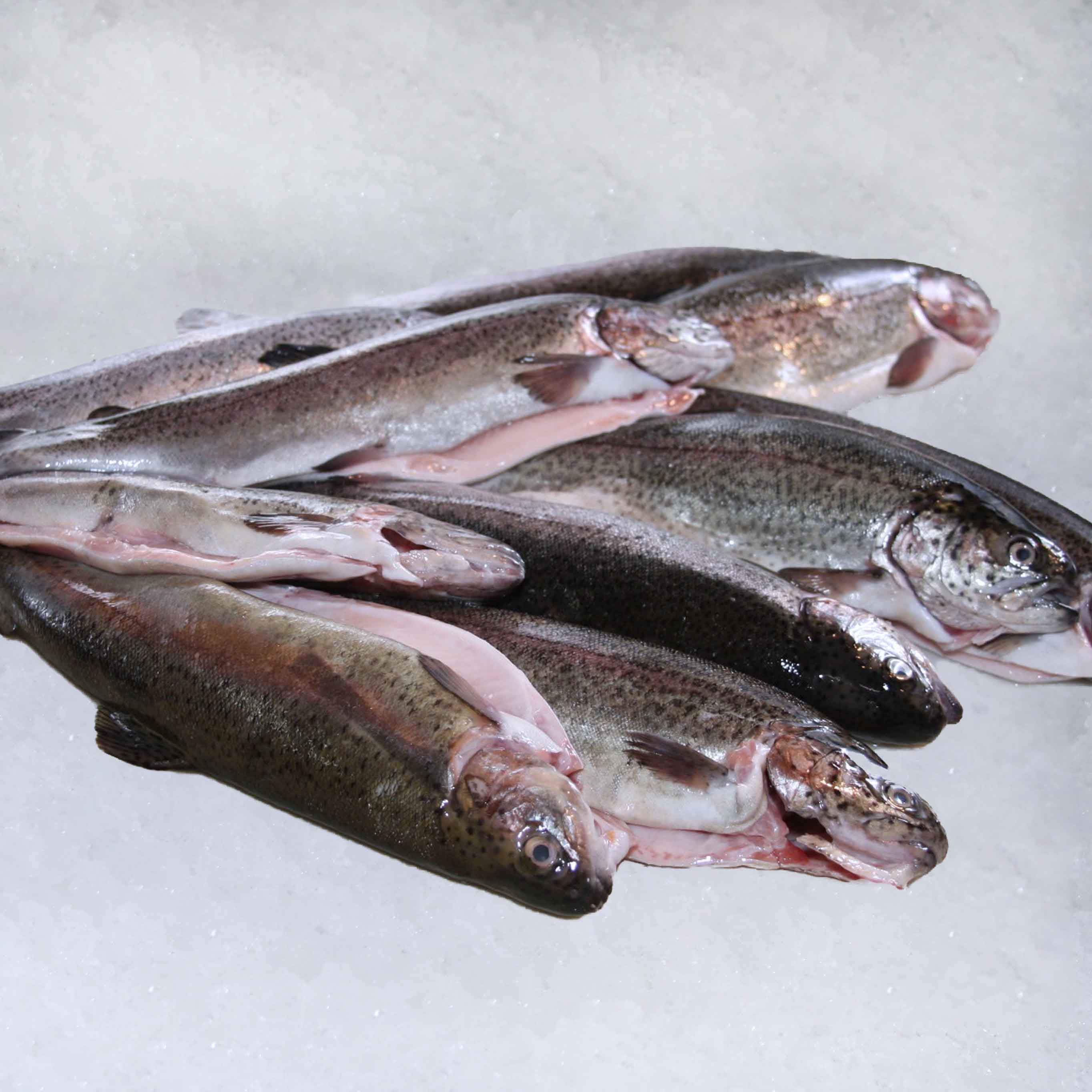 <strong>Trout</strong>