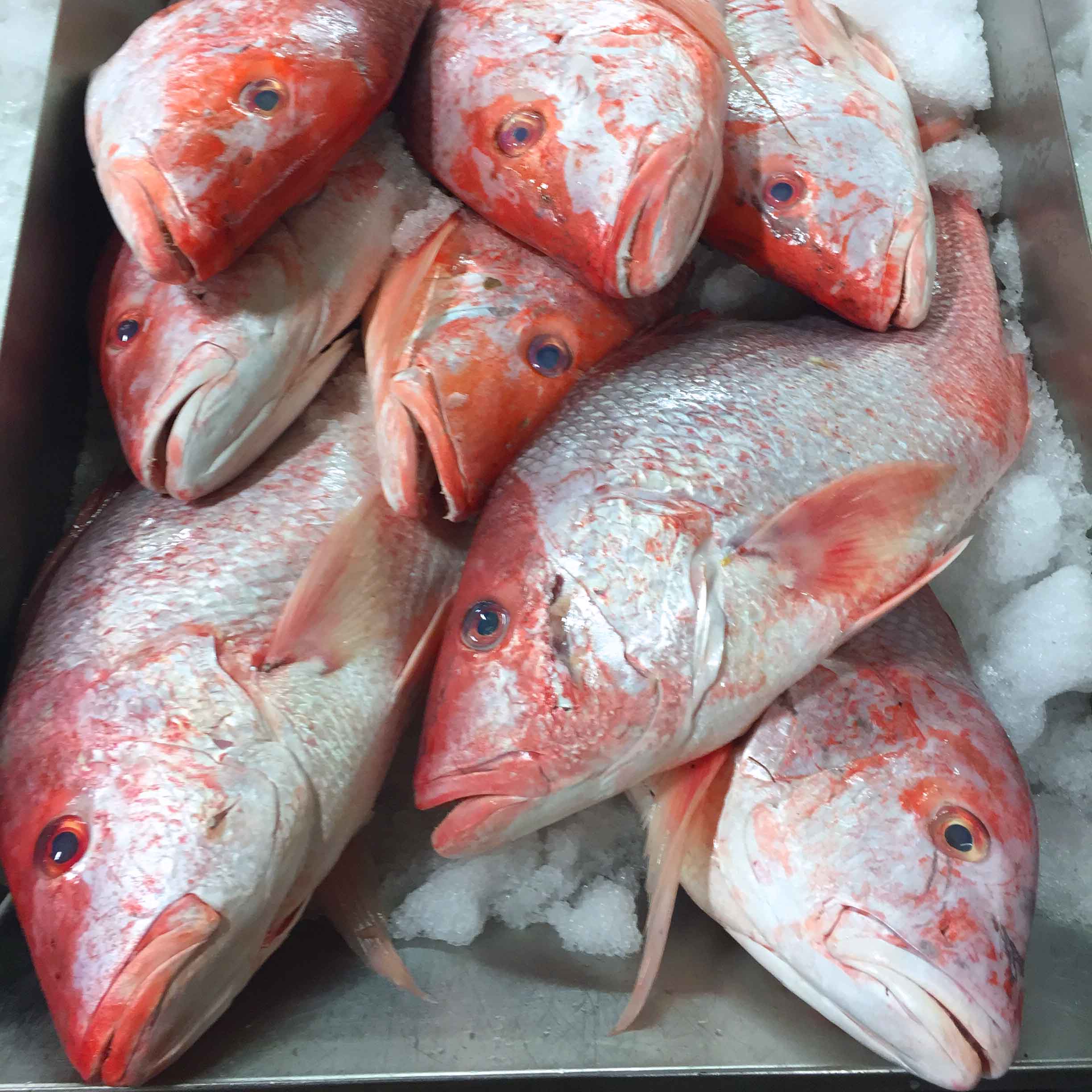 <strong>Red Snapper</strong>