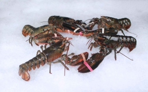 lobster_group.jpg