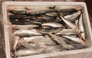 sardines.jpg